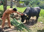 Jokowi Serahkan Sapi Kurban Seberat 1 Ton ke Pemprov Sultra