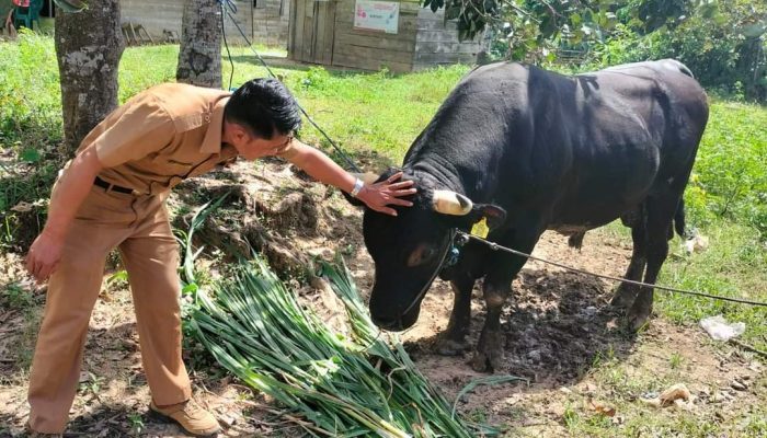 Jokowi Serahkan Sapi Kurban Seberat 1 Ton ke Pemprov Sultra