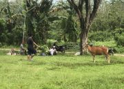 Hendak Disembelih, Sapi Kurban Warga Mowila Kabur Hingga Masuk di Halaman Kantor Camat