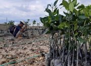 Peringati Hari Mangrove Sedunia, PT DSSP Power Kendari Tanam 20.000 Mangrove Dan Transplantasi Terumbu Karang