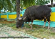 Gubernur Ali Mazi Kurban 61 Sapi, 10 Ekor Disembelih di Masjid Raya Al-Kautsar Kendari