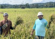 Berkat Program SRI Organik, Hasil Panen Binaan PT Vale di Desa Lamedai Melimpah