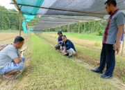 Distan Kendari Lakukan Monitoring Budidaya Bawang Merah di Labibia