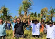 Petani Organik Binaan PT Vale di Kolaka 11 Kali Panen, Hasil Makin Melimpah