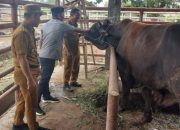 Anggota DPRD Kendari Tinjau Kesiapan Rumah Potong Hewan Jelang Iduladha