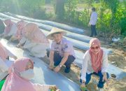 Dinas Pertanian Kendari Tanam Perdana Cabai di Demplot BPP Poasia
