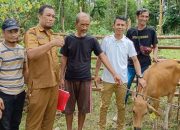 Anggota DPRD Konsel Ramlan Serahkan Bantuan Bibit Sapi di Tiga Desa