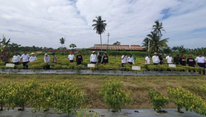 Kendalikan Inflasi Melalui Sekolah, Bank Indonesia dan Dikbud Sultra Panen Raya Cabai Hasil Pertanian Siswa