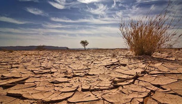 Kemarau Melanda Sultra, 300 Hektar Sawah di Bombana Terdampak