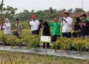 Gerakan Ketahanan Pangan Siswa SMA/SMK Sukses, Kepala BI-Kadis Dikbud Sultra Panen Raya Cabai di Konawe