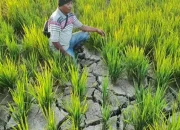 210 Hektare Lahan Sawah di Amohalo Terancam Gagal Panen