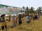 Sawah Warga Buke Binaan DTPHP Konsel Panen Raya Ditengah Fenomena El Nino