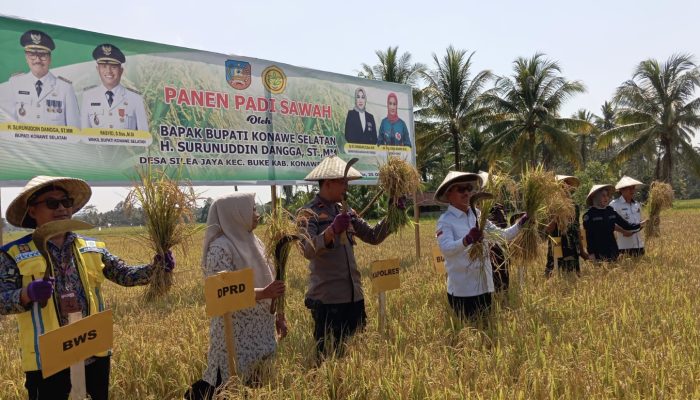 Sawah Warga Buke Binaan DTPHP Konsel Panen Raya Ditengah Fenomena El Nino