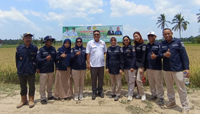 Warga Panen Padi di Musim Kemarau, Ketua Kadin Konsel : Ketahanan Pangan Masih Terjaga