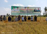 Musim Kemarau, Bupati Konsel Bersama Petani Panen Raya Padi Sawah