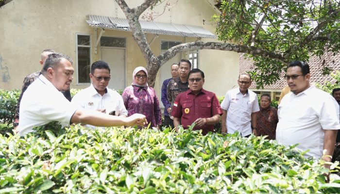 Mengenal Produk Indikasi Geografis Java Preanger Tea dari Bumi Parahyangan