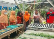 DWP Distan Kendari Lakukan Kunker dan Pelatihan Budidaya Hidroponik Sayuran