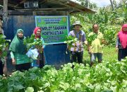 Distan Kendari Panen Sayuran di Demplot Hortikultura Poasia