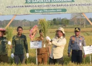 Pj Wali Kota bersama Dandim 1417 Kota Kendari Lakukan Penen Padi Sawah di Amohalo