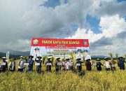 Petani di Konawe Selatan Panen Raya Padi di Tengah Ancaman El Nino