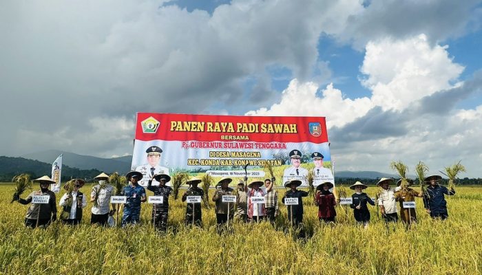 Petani di Konawe Selatan Panen Raya Padi di Tengah Ancaman El Nino