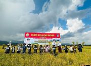 Pj Gubernur Sultra dan Bupati Konsel Panen Raya Padi di Konda
