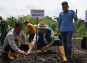 Bupati Ruksamin Pimpin Penanaman Perdana Komoditi Wijen di Konut