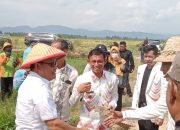 Pj Bupati Konawe Panen Raya Padi Seluas 1.800 Hektare di Tongauna