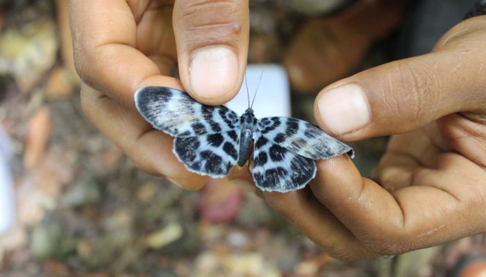 Biodiversitas Pulau Wawonii Terjaga, Sektor Swasta Ambil Peran Penting