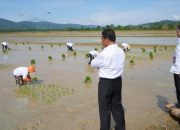 Mentan Pertanian Dukung Program City Branding Unaaha sebagai Kota Padi
