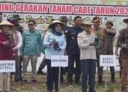 Tekan Inflasi, Pemkab Konsel Lakukan Gerakan Tanam Cabai di Desa Lombuea