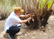 Kadistan Kota Kendari: Rasa Manis Salak Kebun Raya Kendari Dijamin Bisa Menggugah Selera Penikmatnya