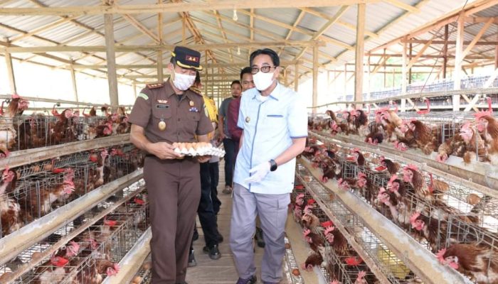 Pj Bupati Edy Suharmanto Hadiri Panen Telur Ayam