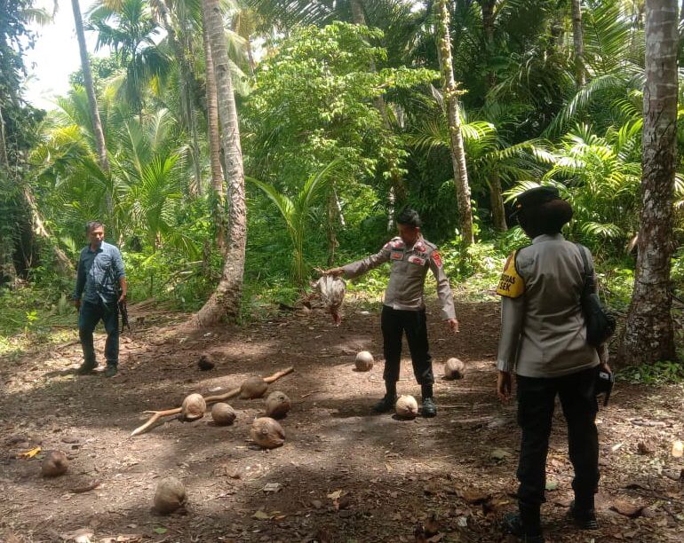 Polsek Wangi-wangi Temukan Lokasi Judi Sabung Ayam di Desa Maleko