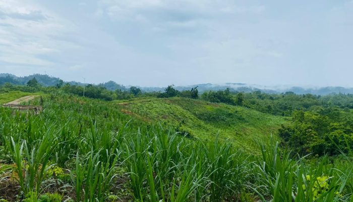 Tingkatkan Populasi Sapi, Disnak Keswan Konsel Benahi Padang Anduna