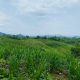 UPTD Padang Pengembalaan Anduna Kecamatan Wolasi, Kabupaten Konawe Selatan, Sulawesi Tenggara
