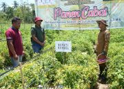 Bupati Konsel Panen Raya Komoditi Cabai di Desa Wunduwatu