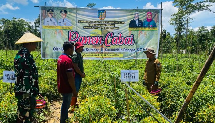 Bupati Konawe Selatan Panen Raya Cabai di Wunduwatu