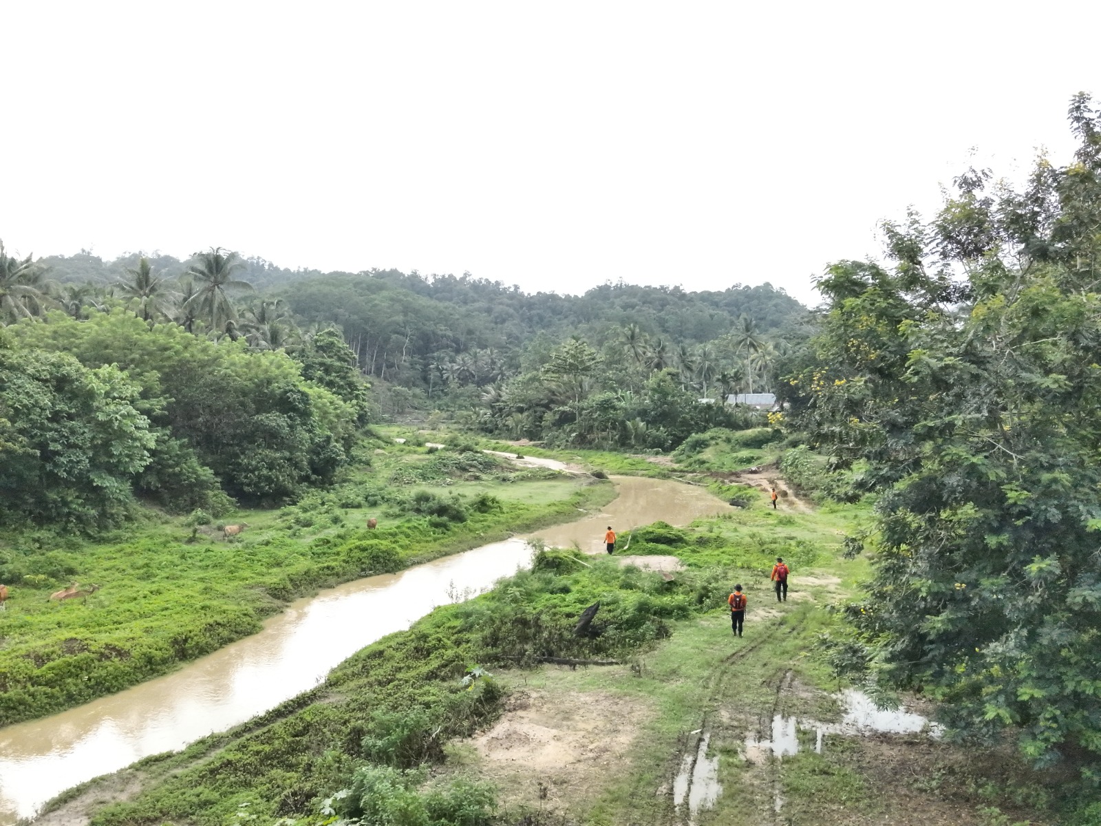 Proses Pencarian Supriadi Warga Desa Sumber Sari, Kecamatan Moramo, Kabupaten Konawe Selatan, Sulawesi Tenggara yang hilang misterius di Hutan
