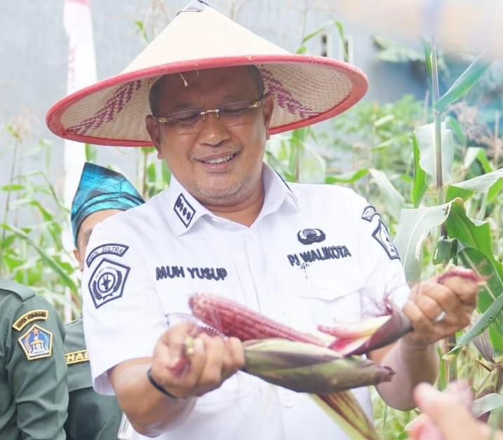 Pj Wali Kota Kendari melakukan panen jagung hasil pertanian Kelompok Tani Lapas Kendari