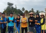Sekali Panen Tomat Capai 60 KG, Hasil Penanaman Serentak Sayuran di SMKN PP 5 Konawe