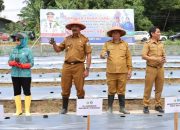 Plh Sekda Bersama Ketua TP PKK Sultra Lakukan Gerakan Tanam Cabai se-Indonesia