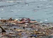 Mayat Pria Mengapung di Pesisir Pantai Gegerkan Warga Lasusua Kolut