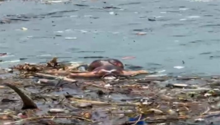 Mayat Pria Mengapung di Pesisir Pantai Gegerkan Warga Lasusua Kolut