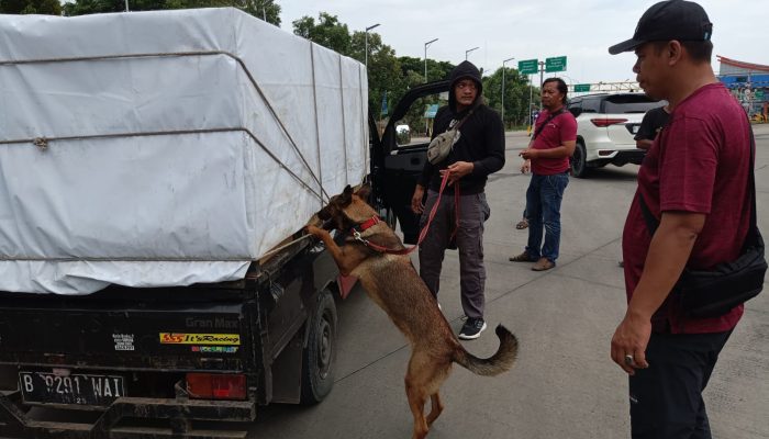 6 Anjing K9 Bantu Lacak Peredaran Narkoba di Pelabuhan Bakauheni