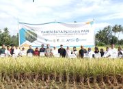 Buktikan Komitmen Keberlanjutan, PT Vale dan Alkhairaat Sinergi Konsultan CSR Panen Perdana Padi SRI Organik di Sigi