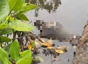Warga Kapoiala Konawe Temukan Pria Tanpa Identitas Tewas Mengambang di Sungai