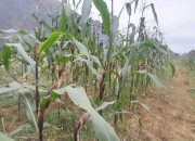Pemkot Kendari Manfaatkan 75 Hektare Lahan Tidur Untuk Pengembangan Tanaman Jagung