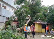 Rumah warga di Kelurahan Watu-Watu, Kecamatan Kendari Barat, Kota Kendari rusak berat akibat tertimpa pohon tumbang