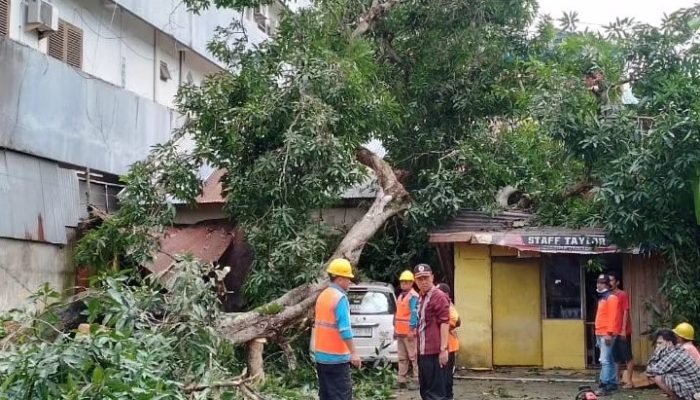 Tertimpa Pohon Tumbang, Rumah Warga Kendari Rusak